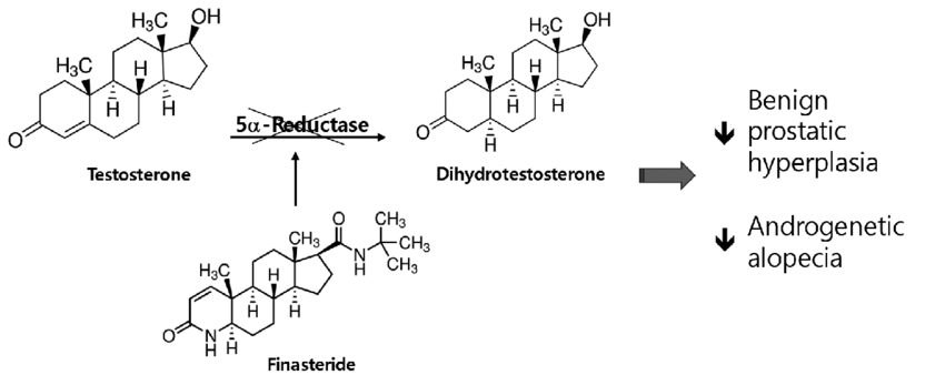 Structure And Mechanism Of Action Of Finasteride A 5 Alpha Reductase Inhibitor Reduces